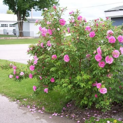 Rosen Gärtnerei - park und strauchrosen - rosa - Rosa Thérèse Bugnet - mittel-stark duftend - Georges Bugnet - Ihre interessanten Büten sind pink und gefüllt.